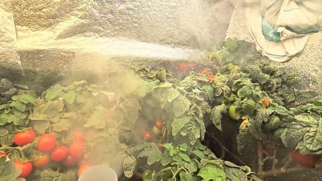 Выращивание томатов в гроубоксе с баллонов системой подачи СО2 смотреть онлайн