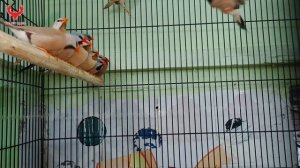 Tariq bhai Newly pets Shop open ! #miraroad )#birdlovers