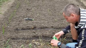 сеем базилик и кориандр