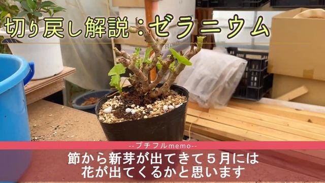 【園芸】簡単手入れ！ゼラニウム、ハイビスカスの切り戻し解説
