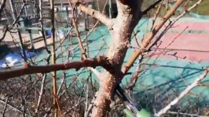 Обрезка  абрикоса.