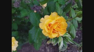 Цветы на даче