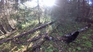 Путь до болота за боровой дичью, осень.