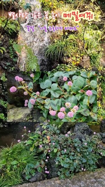 메밀여뀌 pink knotweed #메밀여뀌 #가을꽃 #shorts смотреть онлайн