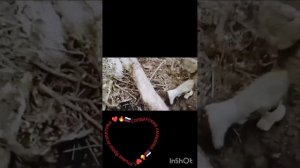 Солдатская смекалка. Татьяна Ярош-Агапитова. Операция Поток или Труба. Россия.