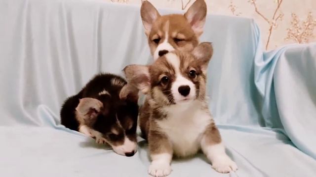 Наши коржики помёт литера "Д" смотреть онлайн