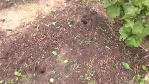 Собрали урожай свеклы раньше времени из-за грызунов.