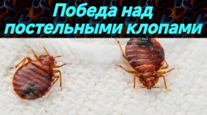 КАК ИЗБАВИТЬСЯ ОТ ПОСТЕЛЬНЫХ КЛОПОВ? СРЕДСТВО ОТ ПОСТЕЛЬНЫХ КЛОПОВ. БОРЬБА С ПОСТЕЛЬНЫМИ КЛОПАМИ.