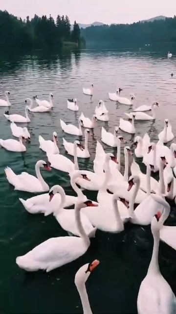 #swans #swanlake #slovenia #beautiful #tiktokslovenia #beautiful nature #nature #picture #relaxvide смотреть онлайн