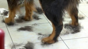 🐕 Можно ли самостоятельно ухаживать за питомцем без грумера?