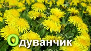 Развивалки - Алфавит для детей под Вальс Цветов
