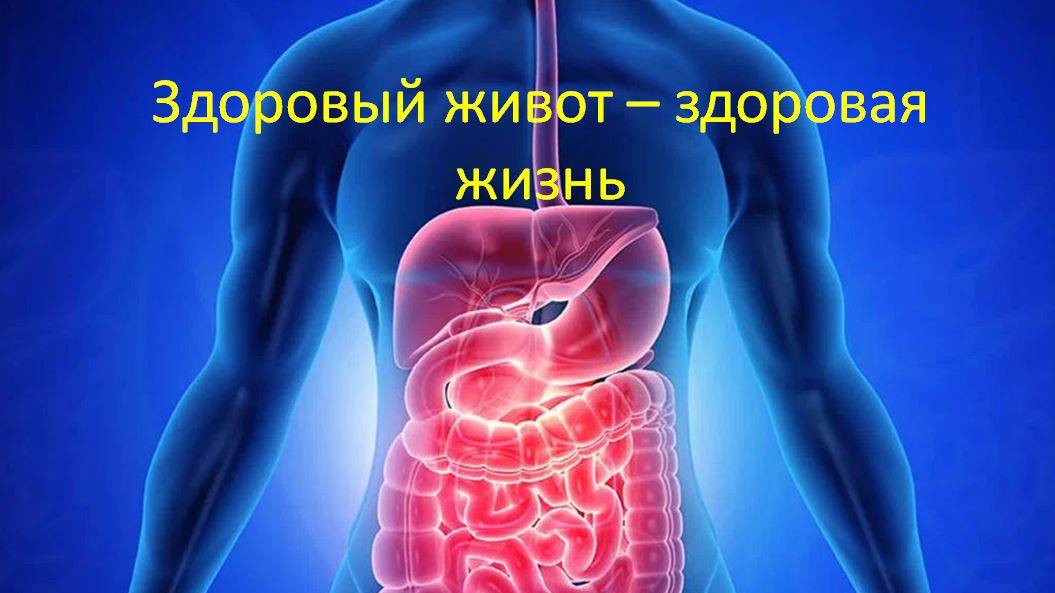Здоровый живот - здоровая жизнь