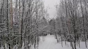 Лес после снегопада. Музыка природы. Звуки природы. Зима.