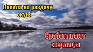 Жерлицы срабатывали одна за другой. Поймала судачка и налима. Нашла окунёвое место.