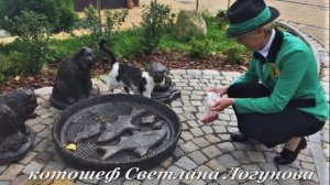 Зеленоградск и коты