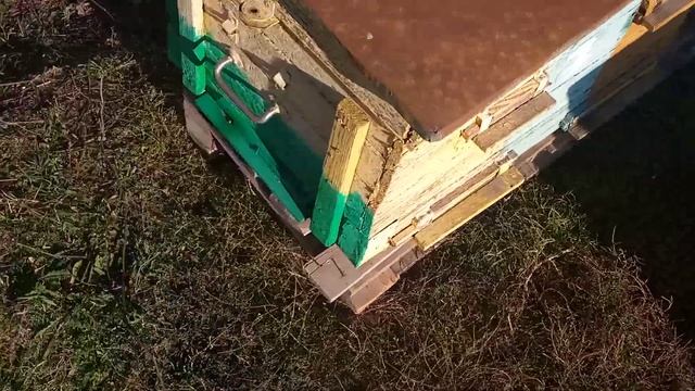 У ПЧЁЛ УЖЕ ЗИМА