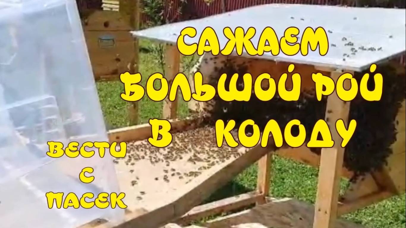 САЖАЕМ БОЛЬШОЙ РОЙ В КОЛОДУ. КОЛОДА НА ПАСЕКЕ. смотреть онлайн