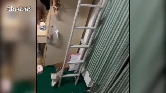 забавные животные подборка №63 2020 [HD] смотреть онлайн