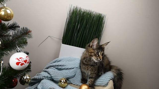 Девочка мейн-кун Carand'ache Xiaomi смотреть онлайн