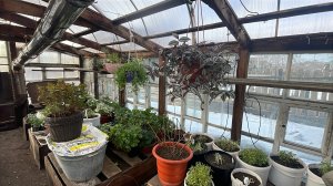 Теплица прошла испытание, переносим растения. 
Пикируем Остеоспермум из самосборных семян.