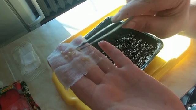 ПЕРЕЦ: Сладкий перец на рассаду смотреть онлайн