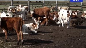 От фермера любителя до владельца  животноводческого хозяйства