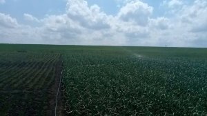 2018.05.14. Борьба с засухой за урожай. Опрыскивание стимуляторами. Полив.