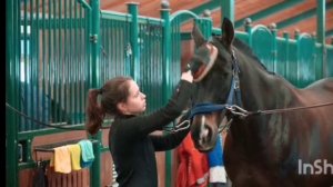 Как правильно чистить лошадь?