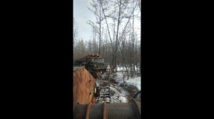 Вывоз леса хлыстами.Урал лесовоз увяз в торфянниках