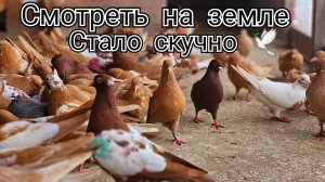 Голубей пора смотреть в небе