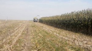 Уборка сорго з кукурузою на силос