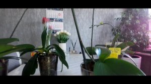 Нужно ли фиксировать цветонос у орхидеи