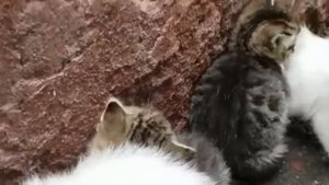 Выброшенные котята в холод и дождь. Россия 21 век