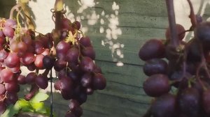 Виноград памяти учителя в Брянске