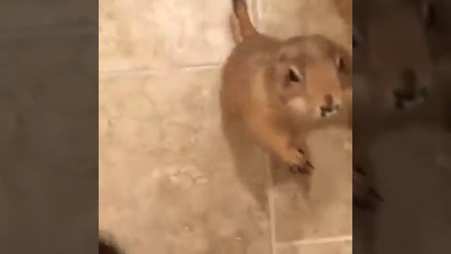 Давай скорей вкусняшку! Давай! Давай сюда! смотреть онлайн