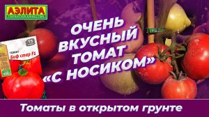 Очень вкусный томат «с носиком» - БИФ СТАР F1 в ОТКРЫТОМ ГРУНТЕ