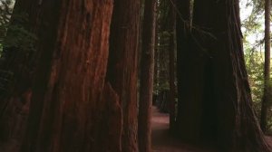 Прогулка по лесу | Естественная атмосфера | Звуки леса для учебы, работы и медитации - Ambient Music