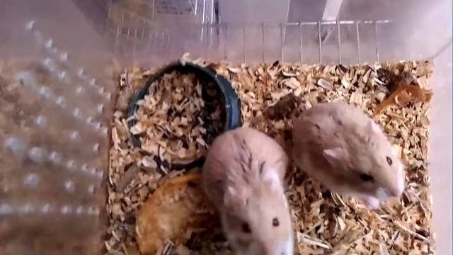 хомяк покурил некачественно смотреть онлайн