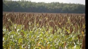 Уборка сорго