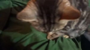 котик полосатый Барсик !