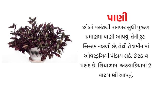 wandering jew  પરપલ હરટ વલ  ઝબરન inchplant hanging plant semi shade vine હગગ પલન