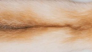Каталог пушнины - типы меха