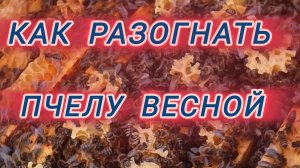 Как разогнать пчелу весной 🌺🐝