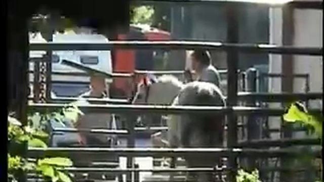 Stillmans Horse Slaughter Documentary