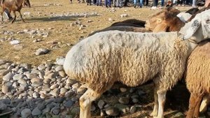 ШАНБЕБОЗОР КИРИЛЛИК НАРХИ КУЧКОР ВА СОВЛУҚ ГӮШТИ ГУСФАНД 2020 НОВИНКА