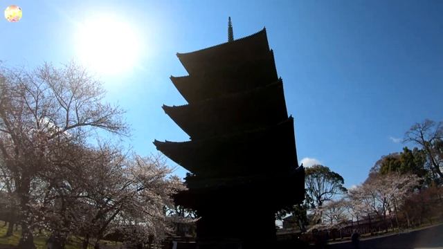 京都東寺教王護国寺の桜八重紅しだれ桜不二桜京都の桜名所 リラクゼーション癒しの自然風景4K Kyoto Cherry blossoms Toji9
