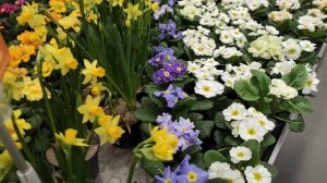 Примула Оби Боровское