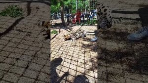 КОНТАКТНЫЙ ЗООПАРК