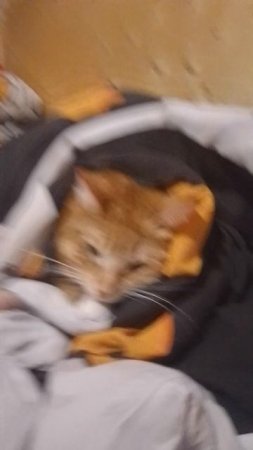 синьки ярко кошка