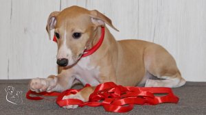 КАССИОПЕЯ - щенок Уиппета, 10 недель